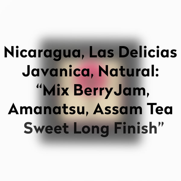 MOMOTOMBO-NICARAGUA - Dark Arts Coffee Japan